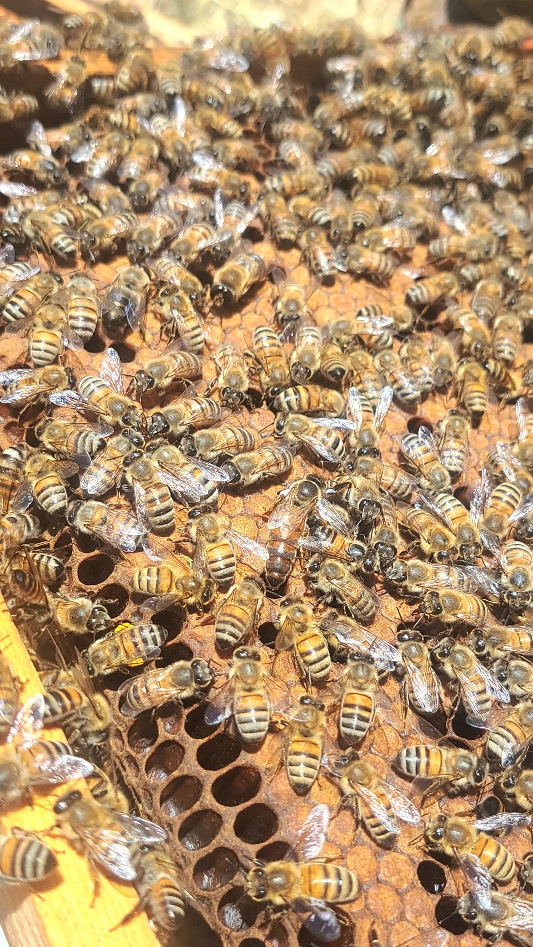 bees cells