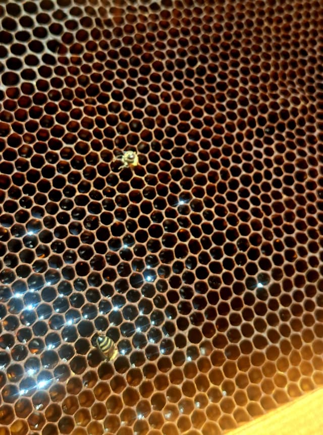 Honey cells