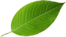 leaf
